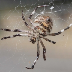 Hortophora transmarina at Hackett, ACT - 20 Mar 2019 12:16 PM