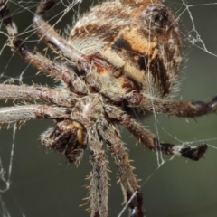 Hortophora transmarina at Hackett, ACT - 20 Mar 2019