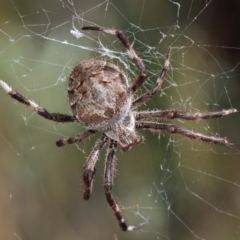 Hortophora transmarina at Hackett, ACT - 20 Mar 2019