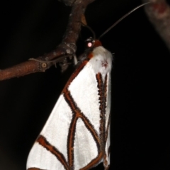 Thalaina clara (Clara's Satin Moth) at Majura, ACT - 21 Mar 2019 by jbromilow50