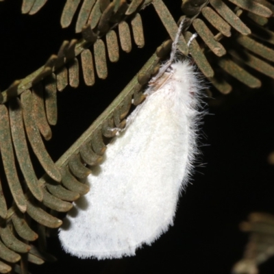 Acyphas chionitis (White Tussock Moth) at Mount Ainslie - 21 Mar 2019 by jb2602