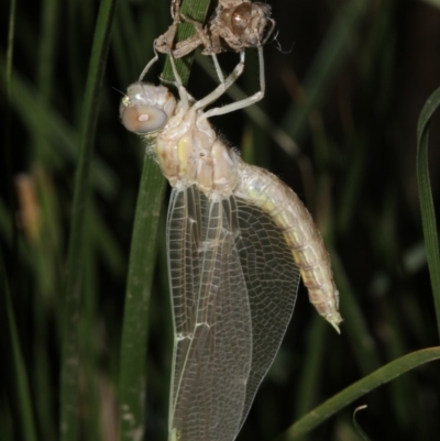 Libellulidae (family) (A dragonfly) at Mount Ainslie - 21 Mar 2019 by jb2602