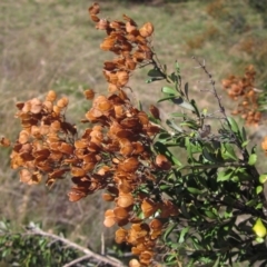 Bursaria spinosa (Native Blackthorn, Sweet Bursaria) at The Pinnacle - 8 Mar 2018 by pinnaCLE