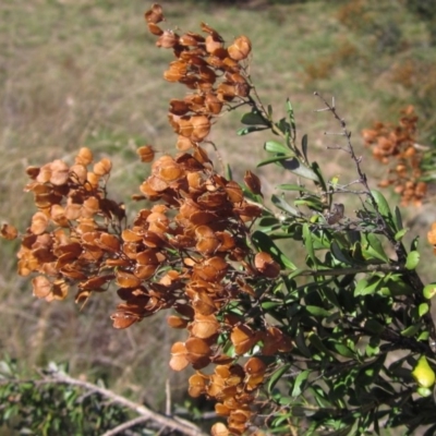 Bursaria spinosa (Native Blackthorn, Sweet Bursaria) at The Pinnacle - 9 Mar 2018 by pinnaCLE