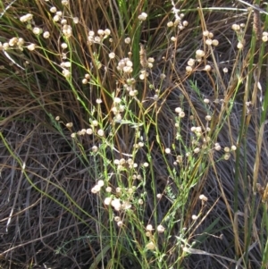 Linum marginale at Dunlop, ACT - 9 Mar 2018 09:48 AM