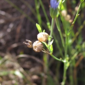 Linum marginale at Dunlop, ACT - 9 Mar 2018 09:48 AM