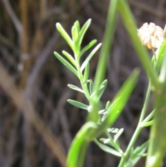 Linum marginale at Dunlop, ACT - 9 Mar 2018 09:48 AM