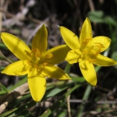 Hypoxis hygrometrica (Golden Weather-grass) at The Pinnacle - 9 Mar 2018 by pinnaCLE