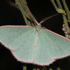 Chlorocoma (genus) (Emerald moth) at Mount Ainslie - 21 Mar 2019 by jb2602