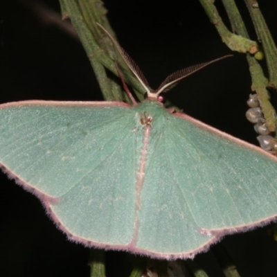 Chlorocoma (genus) (Emerald moth) at Majura, ACT - 21 Mar 2019 by jb2602