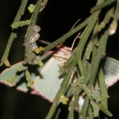 Chlorocoma (genus) at Majura, ACT - 21 Mar 2019