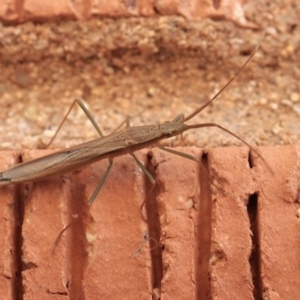 Mutusca brevicornis at Macquarie, ACT - 7 Dec 2018