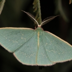 Chlorocoma dichloraria (Guenee's or Double-fringed Emerald) at Majura, ACT - 21 Mar 2019 by jb2602