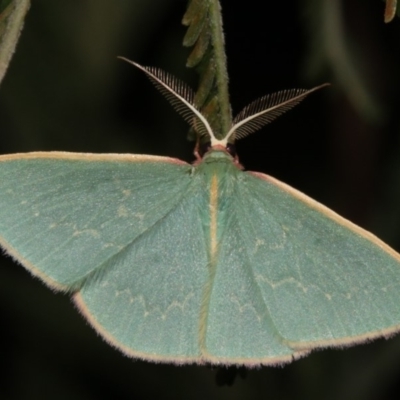 Chlorocoma dichloraria (Guenee's or Double-fringed Emerald) at Majura, ACT - 21 Mar 2019 by jb2602
