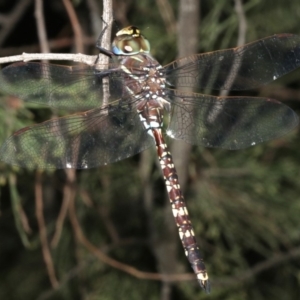 Adversaeschna brevistyla at Majura, ACT - 21 Mar 2019