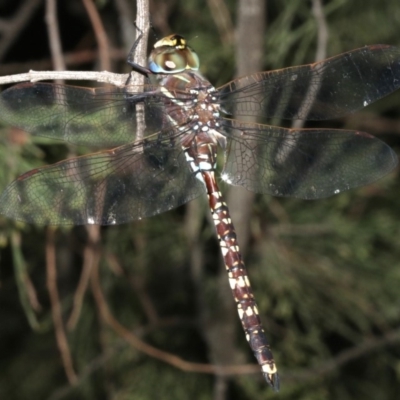 Adversaeschna brevistyla (Blue-spotted Hawker) at Mount Ainslie - 21 Mar 2019 by jb2602
