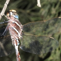 Adversaeschna brevistyla at Majura, ACT - 21 Mar 2019