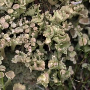 Cladonia sp. (genus) at Dunlop, ACT - 14 May 2017