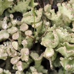 Cladonia sp. (genus) at Dunlop, ACT - 14 May 2017 12:00 AM