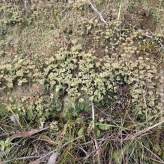 Cladonia sp. (genus) at Dunlop, ACT - 14 May 2017 12:00 AM