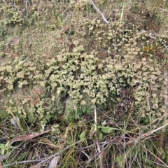 Cladonia sp. (genus) at Dunlop, ACT - 14 May 2017