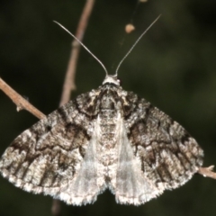 Lipogya exprimataria (Jagged Bark Moth) at Mount Ainslie - 21 Mar 2019 by jb2602