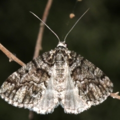 Lipogya exprimataria (Jagged Bark Moth) at Majura, ACT - 21 Mar 2019 by jb2602