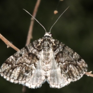 Lipogya exprimataria at Majura, ACT - 21 Mar 2019 09:27 PM