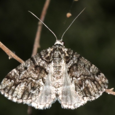 Lipogya exprimataria (Jagged Bark Moth) at Mount Ainslie - 21 Mar 2019 by jb2602