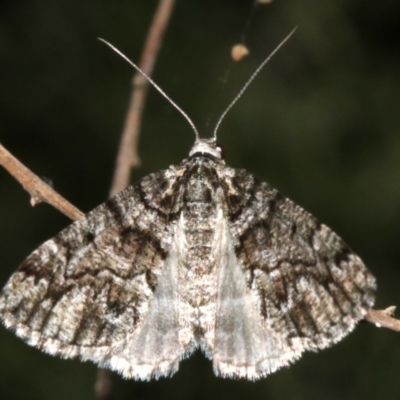 Lipogya exprimataria (Jagged Bark Moth) at Majura, ACT - 21 Mar 2019 by jb2602