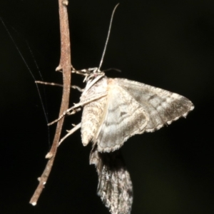 Lipogya exprimataria at Majura, ACT - 21 Mar 2019 09:27 PM