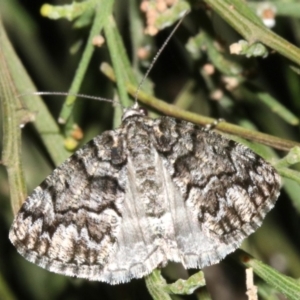 Lipogya exprimataria at Majura, ACT - 21 Mar 2019 09:27 PM