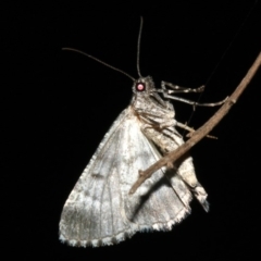 Lipogya exprimataria at Majura, ACT - 21 Mar 2019 09:27 PM