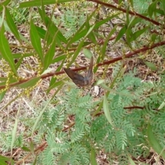 Jalmenus ictinus (Stencilled Hairstreak) at Dunlop, ACT - 21 Mar 2019 by KMcCue