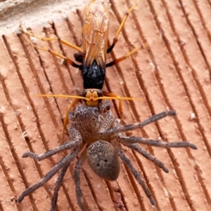 Cryptocheilus sp. (genus) at Macquarie, ACT - 27 Dec 2014