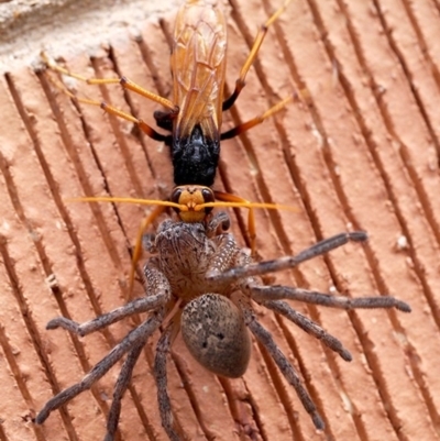 Cryptocheilus sp. (genus) (Spider wasp) at Macquarie, ACT - 26 Dec 2014 by Heino1