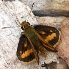 Ocybadistes walkeri (Green Grass-dart) at Ainslie, ACT - 17 Mar 2019 by jbromilow50