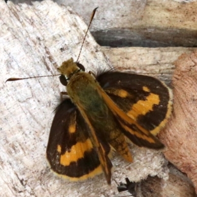 Ocybadistes walkeri (Green Grass-dart) at Ainslie, ACT - 17 Mar 2019 by jbromilow50