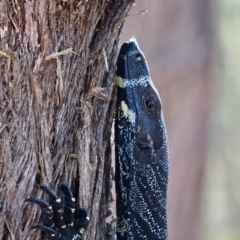 Varanus varius (Lace Monitor) at Bournda Environment Education Centre - 9 Mar 2019 by RossMannell