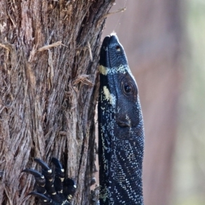 Varanus varius at Bournda, NSW - 9 Mar 2019