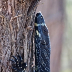 Varanus varius (Lace Monitor) at Bournda, NSW - 9 Mar 2019 by RossMannell