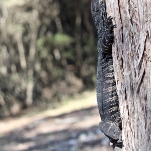 Varanus varius at Bournda, NSW - 9 Mar 2019