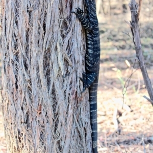 Varanus varius at Bournda, NSW - 9 Mar 2019