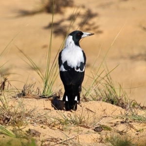 Gymnorhina tibicen at Bournda, NSW - 9 Mar 2019