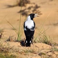 Gymnorhina tibicen at Bournda, NSW - 9 Mar 2019