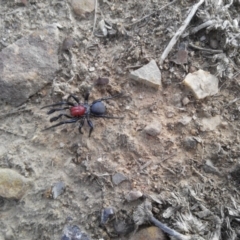 Missulena occatoria (Red-headed Mouse Spider) at Hackett, ACT - 22 Mar 2019 by arjay