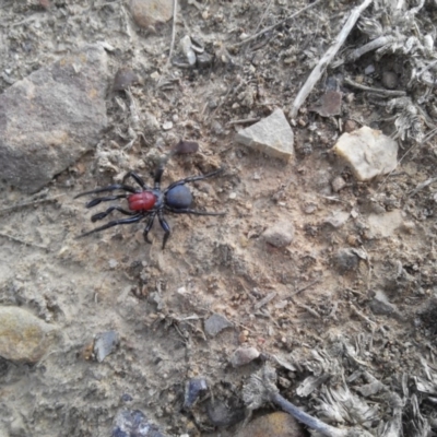 Missulena occatoria (Red-headed Mouse Spider) at Black Mountain - 21 Mar 2019 by arjay