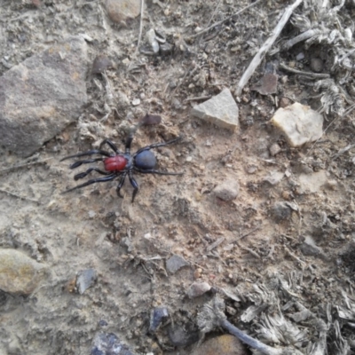 Missulena occatoria (Red-headed Mouse Spider) at Hackett, ACT - 22 Mar 2019 by arjay