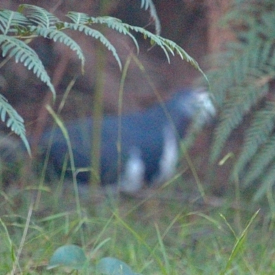 Leucosarcia melanoleuca (Wonga Pigeon) at Bournda National Park - 9 Mar 2019 by RossMannell