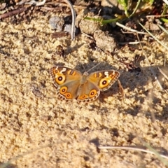 Junonia villida (Meadow Argus) at Bournda Environment Education Centre - 9 Mar 2019 by RossMannell